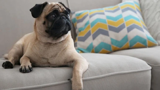 Espaço Sognare Design