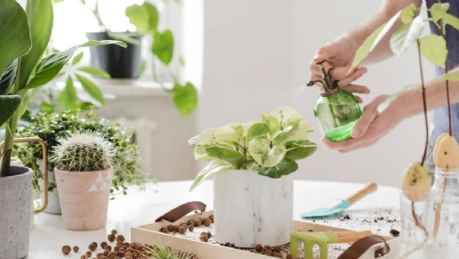 Espaço Sognare Design